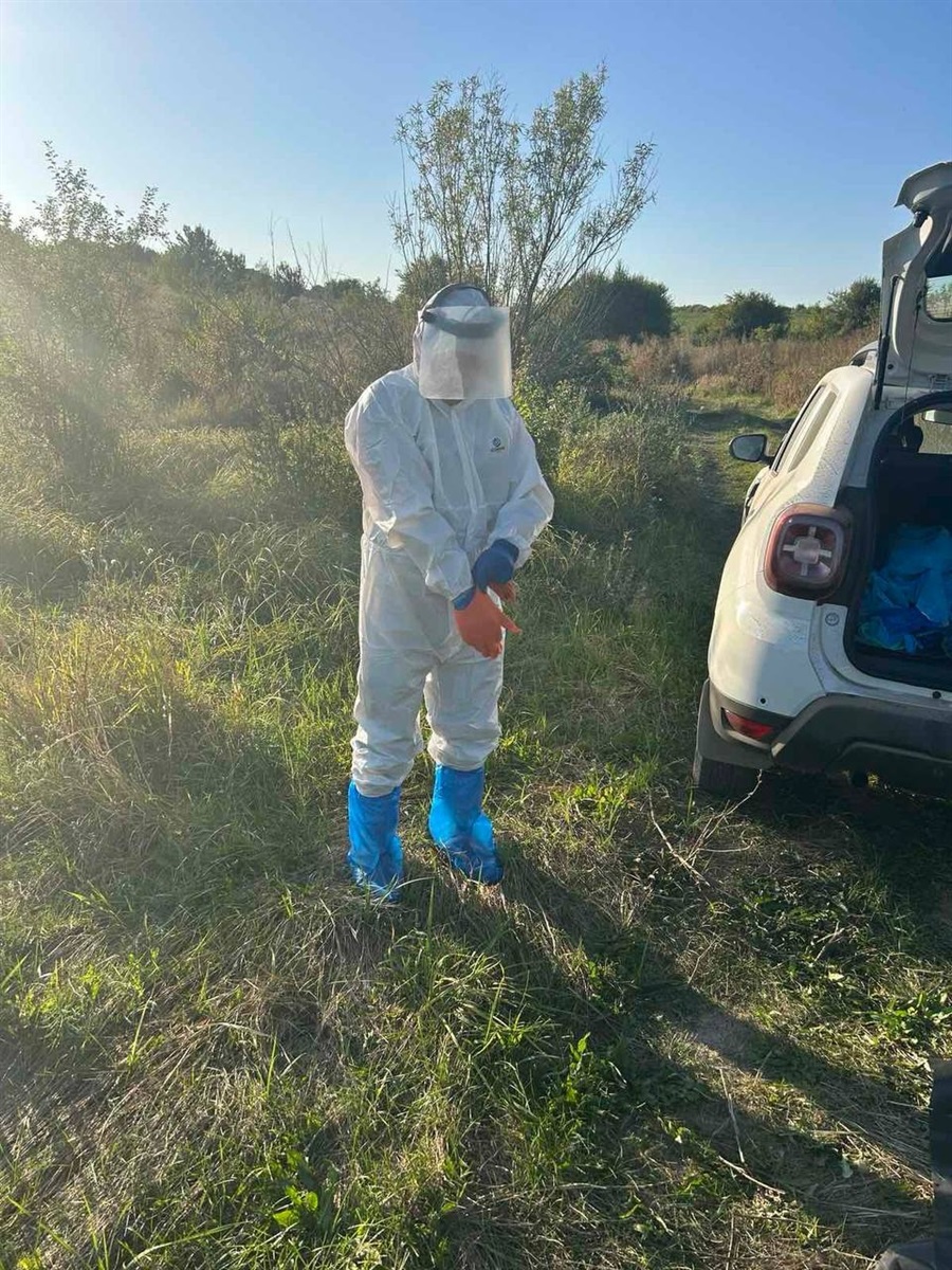 У селі Мала Жмеринка зафіксували випадок сказу у корови: Марта 10 років була частиною родини