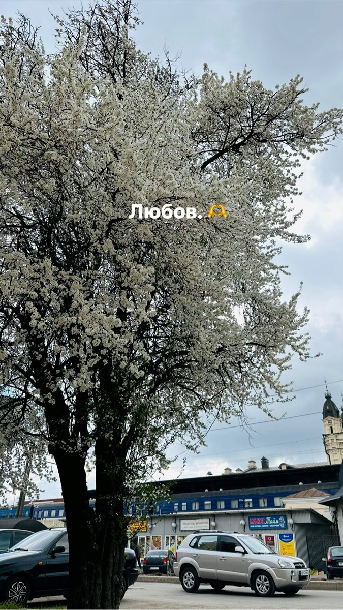 Оголошуємо конкурс на краще ваше фото в цвітінні квітів і дерев у Жмеринці