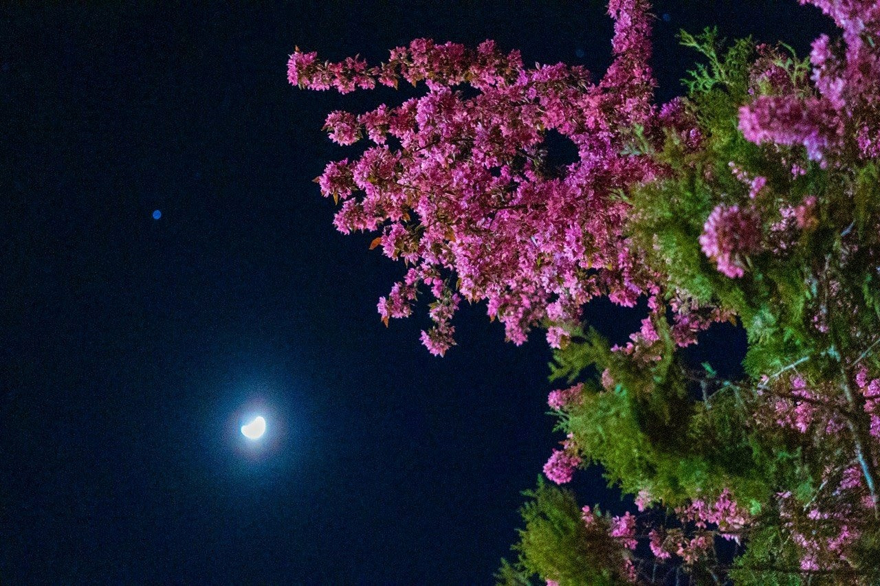 Оголошуємо конкурс на краще ваше фото в цвітінні квітів і дерев у Жмеринці