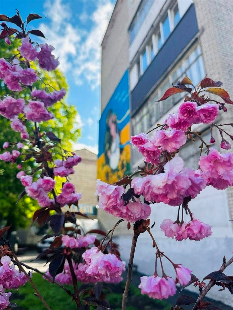 Оголошуємо конкурс на краще ваше фото в цвітінні квітів і дерев у Жмеринці