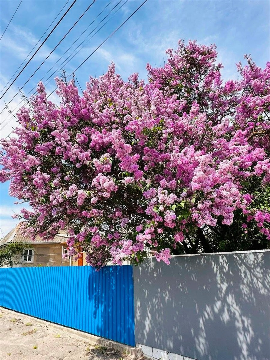 Оголошуємо конкурс на краще ваше фото в цвітінні квітів і дерев у Жмеринці