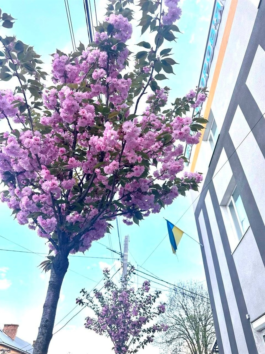 Оголошуємо конкурс на краще ваше фото в цвітінні квітів і дерев у Жмеринці