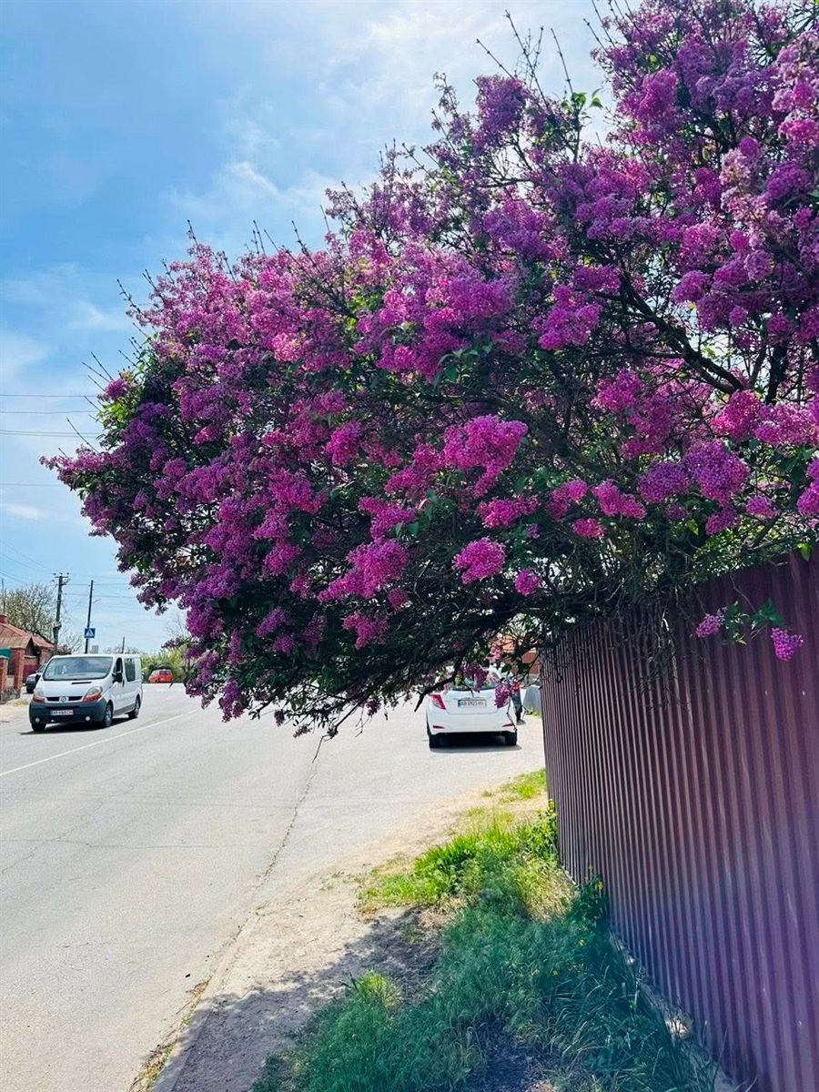 Оголошуємо конкурс на краще ваше фото в цвітінні квітів і дерев у Жмеринці