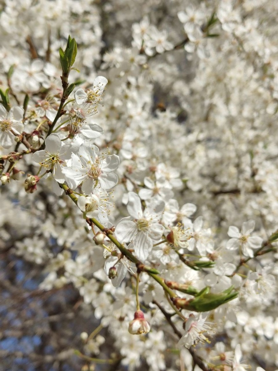 Оголошуємо конкурс на краще ваше фото в цвітінні квітів і дерев у Жмеринці