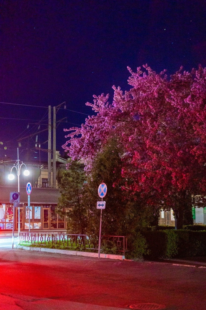 Оголошуємо конкурс на краще ваше фото в цвітінні квітів і дерев у Жмеринці