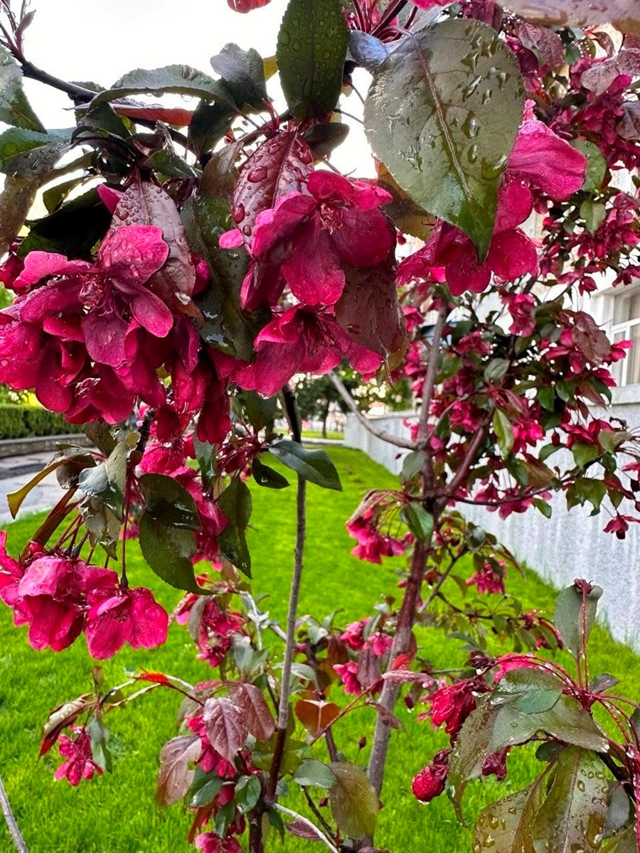 Оголошуємо конкурс на краще ваше фото в цвітінні квітів і дерев у Жмеринці