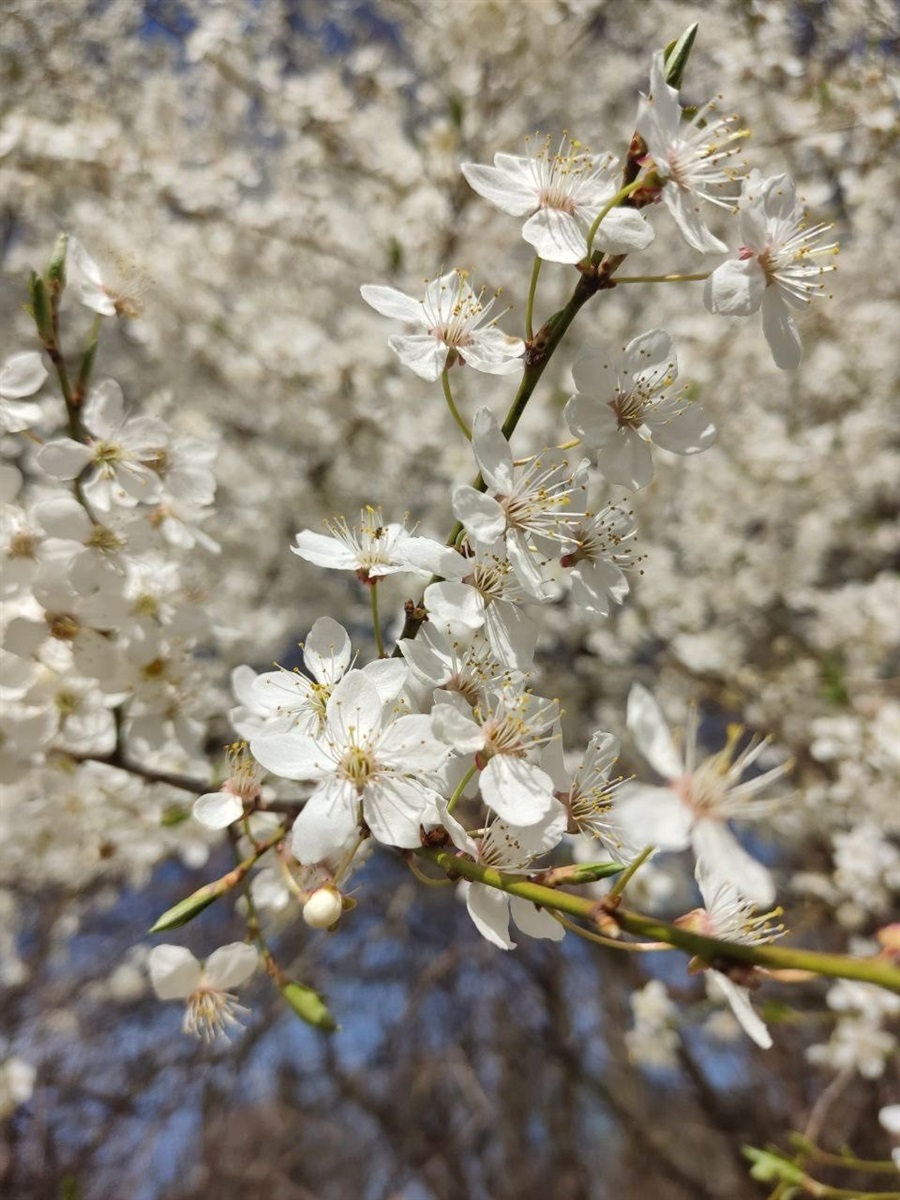 Оголошуємо конкурс на краще ваше фото в цвітінні квітів і дерев у Жмеринці